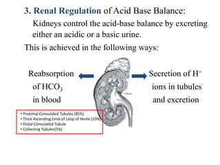 3. Renal Regulation of Acid Base Balance:
Kidneys control the acid-base balance by excreting
either an acidic or a basic urine.
This is achieved in the following ways:
Reabsorption Secretion of H+
of HCO3 ions in tubules
in blood and excretion
• Proximal Convulated Tubules (85%)
• Thick Ascending Limb of Loop of Henle (10%)
• Distal Convulated Tubule
• Collecting Tubules(5%)
 