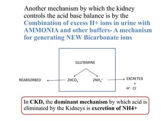 Another mechanism by which the kidney
controls the acid base balance is by the
Combination of excess H+ ions in urine with
AMMONIA and other buffers- A mechanism
for generating NEW Bicarbonate ions
In CKD, the dominant mechanism by which acid is
eliminated by the Kidneys is excretion of NH4+
GLUTAMINE
2HCO3
- 2NH4
+REABSORBED EXCRETED
+
H+, Cl-
 