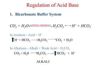 Regulation of Acid Base
1. Bicarbonate Buffer System
CO2 + H2O carbonic anhydrase H2CO3 H+ + HCO3
-
In Acidosis - Acid = H+
H+ + HCO3 H2CO3 CO2 + H2O
In Alkalosis - Alkali + Weak Acid = H2CO3
CO2 + H20 H2CO3 HCO3
- + H+
+
ALKALI
 