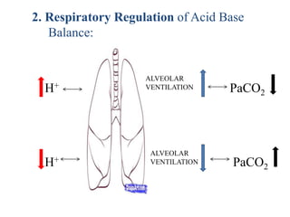 2. Respiratory Regulation of Acid Base
Balance:
H+ PaCO2
H+ PaCO2
ALVEOLAR
VENTILATION
ALVEOLAR
VENTILATION
 