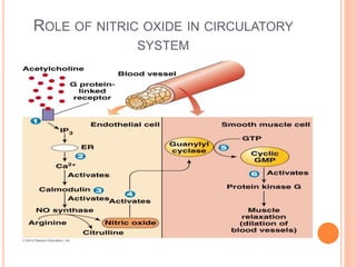 ROLE OF NITRIC OXIDE IN CIRCULATORY
SYSTEM
 