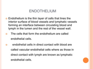 ENDOTHELIUM
 Endothelium is the thin layer of cells that lines the
interior surface of blood vessels and lymphatic vessels
forming an interface between circulating blood and
lymph in the lumen and the rest of the vessel wall.
 The cells that form the endothelium are called
endothelial cells.
 endothelial cells in direct contact with blood are
called vascular endothelial cells where as those in
direct contact with lymph are known as lymphatic
endothelial cells.
 