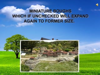 MINIATURE BOUGHSMINIATURE BOUGHS
WHICH IF UNCHECKED WILL EXPANDWHICH IF UNCHECKED WILL EXPAND
AGAIN TO FORMER SIZE.AGAIN TO FORMER SIZE.
 