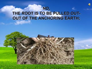 NO,NO,
THE ROOT IS TO BE PULLED OUT-THE ROOT IS TO BE PULLED OUT-
OUT OF THE ANCHORING EARTH;OUT OF THE ANCHORING EARTH;
 