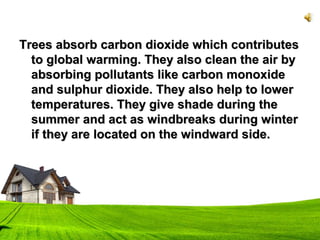 Trees absorb carbon dioxide which contributesTrees absorb carbon dioxide which contributes
to global warming. They also clean the air byto global warming. They also clean the air by
absorbing pollutants like carbon monoxideabsorbing pollutants like carbon monoxide
and sulphur dioxide. They also help to lowerand sulphur dioxide. They also help to lower
temperatures. They give shade during thetemperatures. They give shade during the
summer and act as windbreaks during wintersummer and act as windbreaks during winter
if they are located on the windward side.if they are located on the windward side.
 