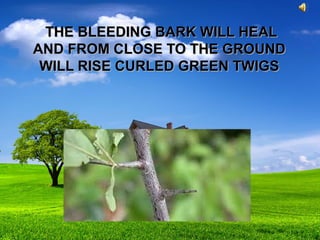THE BLEEDING BARK WILL HEALTHE BLEEDING BARK WILL HEAL
AND FROM CLOSE TO THE GROUNDAND FROM CLOSE TO THE GROUND
WILL RISE CURLED GREEN TWIGSWILL RISE CURLED GREEN TWIGS
 