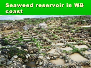 Seaweed reservoir in WBSeaweed reservoir in WB
coastcoast
 