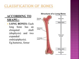 ACCORDING TO
SHAPE:-
 LONG BONES: Each
long bone has an
elongated shaft
(diaphysis) and two
expanded
ends(epiphysis).
Eg.humerus, femur
 