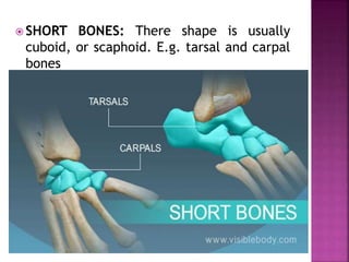  SHORT BONES: There shape is usually
cuboid, or scaphoid. E.g. tarsal and carpal
bones
 