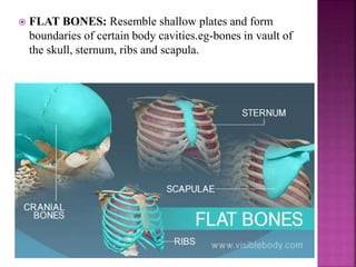  FLAT BONES: Resemble shallow plates and form
boundaries of certain body cavities.eg-bones in vault of
the skull, sternum, ribs and scapula.
 