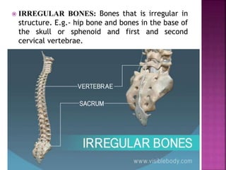  IRREGULAR BONES: Bones that is irregular in
structure. E.g.- hip bone and bones in the base of
the skull or sphenoid and first and second
cervical vertebrae.
 
