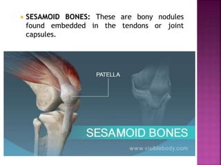 SESAMOID BONES: These are bony nodules
found embedded in the tendons or joint
capsules.
 