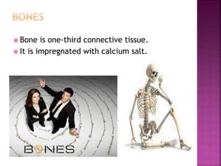  Bone is one-third connective tissue.
 It is impregnated with calcium salt.
 