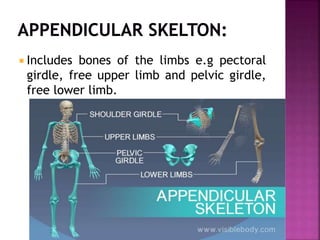  Includes bones of the limbs e.g pectoral
girdle, free upper limb and pelvic girdle,
free lower limb.
 