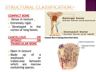 COMPACT BONE
 Dense in texture .
 Extremely rigid.
 Developed in the
cortex of long bones.
CANCELLOUS OR
SPONGY OR
TRABECULAR BONE
 Open in texture
 Made up of a
meshwork or
trabeculae between
which are marrow
containing spaces.
 