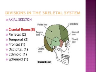  AXIAL SKELTON
 Cranial Bones(8)
 Parietal (2)
 Temporal (2)
 Frontal (1)
 Occipital (1)
 Ethmoid (1)
 Sphenoid (1)
 