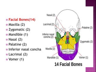  Facial Bones(14)
 Maxilla (2)
 Zygomatic (2)
 Mandible (1)
 Nasal (2)
 Palatine (2)
 Inferior nasal concha (2)
 Lacrimal (2)
 Vomer (1)
 
