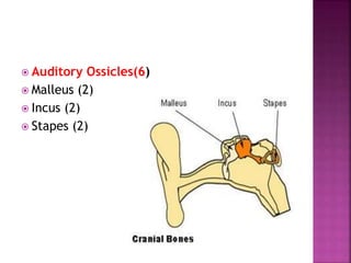  Auditory Ossicles(6)
 Malleus (2)
 Incus (2)
 Stapes (2)
 
