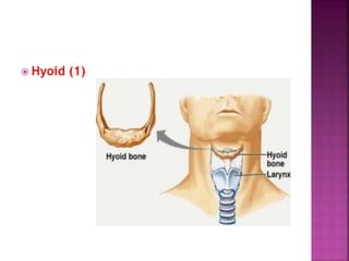  Hyoid (1)
 