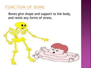 Bones give shape and support to the body,
and resist any forms of stress.
 