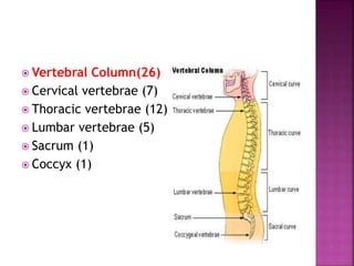  Vertebral Column(26)
 Cervical vertebrae (7)
 Thoracic vertebrae (12)
 Lumbar vertebrae (5)
 Sacrum (1)
 Coccyx (1)
 