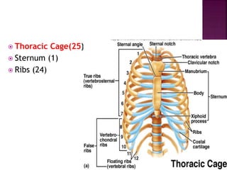  Thoracic Cage(25)
 Sternum (1)
 Ribs (24)
 