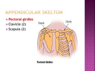 Pectoral girdles
 Clavicle (2)
 Scapula (2)
 