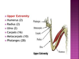  Upper Extremity
 Humerus (2)
 Radius (2)
 Ulna (2)
 Carpals (16)
 Metacarpals (10)
 Phalanges (28)
 