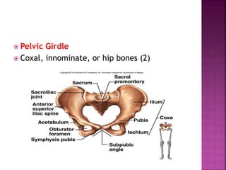  Pelvic Girdle
 Coxal, innominate, or hip bones (2)
 