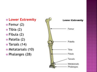  Lower Extremity
 Femur (2)
 Tibia (2)
 Fibula (2)
 Patella (2)
 Tarsals (14)
 Metatarsals (10)
 Phalanges (28)
 