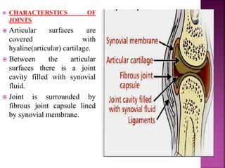  CHARACTERSTICS OF
JOINTS
 Articular surfaces are
covered with
hyaline(articular) cartilage.
 Between the articular
surfaces there is a joint
cavity filled with synovial
fluid.
 Joint is surrounded by
fibrous joint capsule lined
by synovial membrane.
 