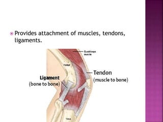  Provides attachment of muscles, tendons,
ligaments.
 