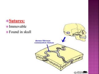 Sutures:
 Immovable
 Found in skull
 