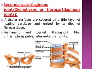 Secondarycartilaginous
joints(Symphyses or fibrocartilaginous
joints):
 Articular surfaces are covered by a thin layer of
hyaline cartilage and united by a disc of
fibrocartilage.
 Permanent and persist throughout life.
E.g.symphysis pubis, interverterbral joints.
 
