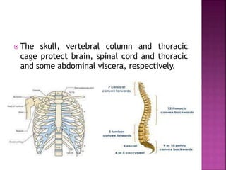  The skull, vertebral column and thoracic
cage protect brain, spinal cord and thoracic
and some abdominal viscera, respectively.
 