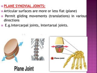  PLANE SYNOVIAL JOINTS:
 Articular surfaces are more or less flat (plane)
 Permit gliding movements (translations) in various
directions
 E.g.Intercarpal joints, Intertarsal joints.
 