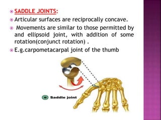  SADDLE JOINTS:
 Articular surfaces are reciprocally concave.
 Movements are similar to those permitted by
and ellipsoid joint, with addition of some
rotation(conjunct rotation) .
 E.g.carpometacarpal joint of the thumb
 