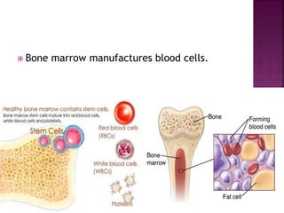  Bone marrow manufactures blood cells.
 