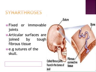  Fixed or immovable
joints
 Articular surfaces are
joined by tough
fibrous tissue
 e.g sutures of the
skull.
 