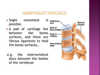  Slight movement is
possible.
 A pad of cartilage lies
between the bones
surfaces, and there are
fibrous ligaments to hold
the bones surfaces,.
e.g. the intervertebral
discs between the bodies
of the vertebrae
 