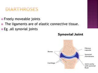  Freely moveable joints
 The ligaments are of elastic connective tissue.
 Eg .all synovial joints
 