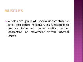  Muscles are group of specialised contractile
cells, also called “FIBRES”. Its function is to
produce force and cause motion, either
locomotion or movement within internal
organs
 