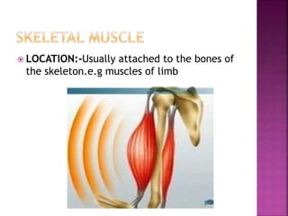  LOCATION:-Usually attached to the bones of
the skeleton.e.g muscles of limb
 