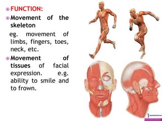  FUNCTION:
 Movement of the
skeleton
eg. movement of
limbs, fingers, toes,
neck, etc.
 Movement of
tissues of facial
expression. e.g.
ability to smile and
to frown.
 
