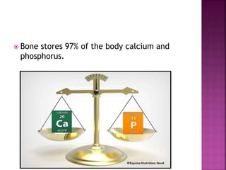  Bone stores 97% of the body calcium and
phosphorus.
 