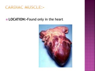  LOCATION:-Found only in the heart
 