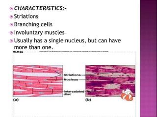  CHARACTERISTICS:-
 Striations
 Branching cells
 Involuntary muscles
 Usually has a single nucleus, but can have
more than one.
 