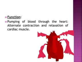  Function:
 Pumping of blood through the heart:
Alternate contraction and relaxation of
cardiac muscle.
 