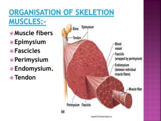  Muscle fibers
 Epimysium
 Fascicles
 Perimysium
 Endomysium.
 Tendon
Skeletal
muscle
fiber (cell)
endomysium
perimysium
Skeletal
muscle
Surrounded by
epimysium
epimysium
 