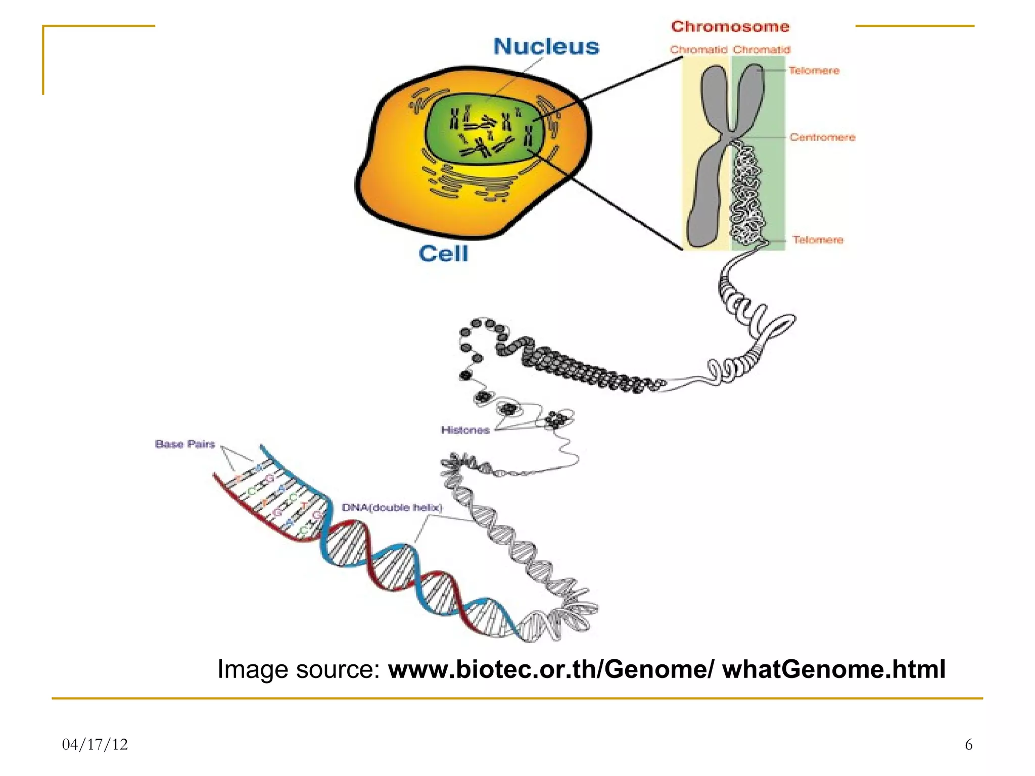 Image source: www.biotec.or.th/Genome/ whatGenome.html

04/17/12                                                            6
 